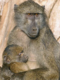 Chacma Baboon (Papio Cynocephalus) Nursing Infant, Kruger National Park, South Africa, Africa