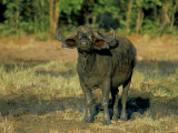 Buffalo (Syncerus Caffer), Kruger National Park, South Africa, Africa