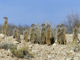 Meerkats (Suricates) (Suricata Suricatta), Kalahari Gemsbok Park, South Africa, Africa