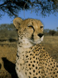 Cheetah (Acinonyx Jubatus) in Captivity, Namibia, Africa