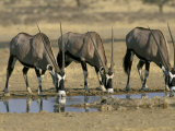 Buy Gemsbok (Oryx) (Oryx Gazella) Drinking at Waterhole, Kalahari Gemsbok Park, South Africa, Africa at AllPosters.com
