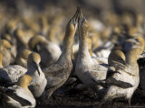 Cape Gannets, Morus Capensis, Courtship Display in Gannet Colony at Bird Island, Western Cape