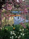 Punting in Spring, Cambridge, Cambridgeshire, England, United Kingdom