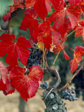 Buy Vine in Autumn, St. Emilion, Bordeaux, France at AllPosters.com