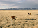 The Great Plains, New Mexico, USA Photographic Print