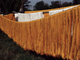 Silk Drying, Domestic Industry, Thailand, Southeast Asia Photographic Print