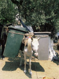 Mule Used for Collecting Rubbish, Island of Trikeri, Pelion, Greece