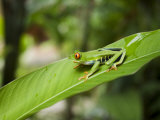 Red Eyed Tree Frog, Tortuguero National Park, Costa Rica, Central America