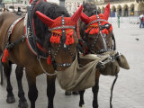 Buy Horse and Carriage in Main Market Square, Old Town District, Krakow, Poland at AllPosters.com