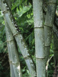 Close up of Stems, Bamboo Forest, Bena Village, Flores Island, Indonesia, Southeast Asia
