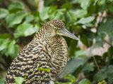 Juvenile Tiger Heron, Tortuguero National Park, Costa Rica, Central America