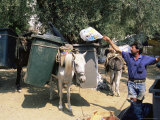 Mule Used for Collecting Rubbish, Island of Trikeri, Pelion, Greece