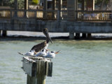 Pelican and Sea Birds on Post, Key West, Florida, USA