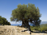 Very Old Olive Tree, Kefalonia (Cephalonia), Ionian Islands, Greece