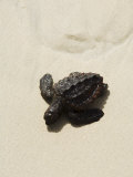 Baby Turtle on Beach, Santa Maria, Sal (Salt), Cape Verde Islands, Africa