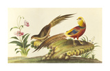 Pheasants