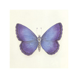 Butterfly II