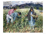 Buy Picking Young Corn at AllPosters.com