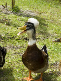Ducks in the Grounds of Montana De Fuego Hotel, La Fortuna, Arenal, Costa Rica, Central America