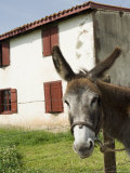 Donkey Near St. Jean Pied De Port, Basque Country, Pyrenees-Atlantiques, Aquitaine, France