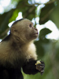 Capuchin or White Faced Monkey, Manuel Antonio Nature Reserve, Manuel Antonio, Costa Rica