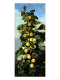 Buy Chinese Plums, 1888 at AllPosters.com