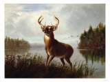 Buy Eight Point Stag at AllPosters.com