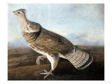 Ruffed Goose, Circa 1812