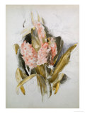 Hyacinth