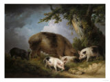 Buy A Sow and Her Four Piglets in a Wooded Landscape at AllPosters.com