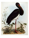 Black Stork, Engraved, from 
