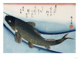 Carp', from the Series 'Collection of Fish'
