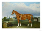 A Chestnut Hunter and a Spaniel by Farm Buildings