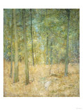 A Light in the Forest