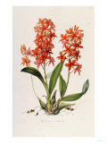 Star Orchid from 'Setrum Orchidaceum' by John Lindley, 1838
