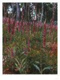Buy Garden with Foxgloves at AllPosters.com