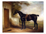 Portrait of Buckle, First Lord Chesham's Hunter, 1836 Giclee Print