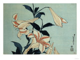 Trumpet Lilies