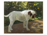 A Bulldog on a Garden Path