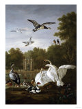 Swans, Ducks and Other Birds in a Park