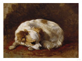 Buy A Papillon at AllPosters.com