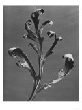 Buy Silphium Iaciniatum, Kompassplanze, 1900-1928 at AllPosters.com