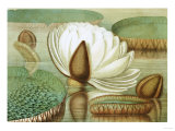 Victoria Regia or the Great Water Lily of America (Opening Flower), 1854, Publishers