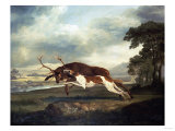 Buy A Hound Attacking a Stag, 1769 at AllPosters.com