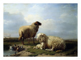 Sheep and Ducks in a Landscape