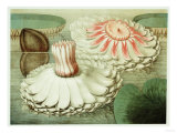 Victoria Regia or the Great Water Lily of America (Intermediate Stages of Bloom), 1854