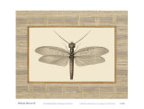 Buy Delicate Dancer II at AllPosters.com