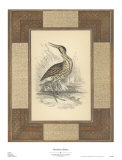 Marshland Bittern