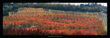 Buy Automne en Provence at AllPosters.com