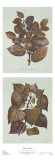 Buy Sylvan at AllPosters.com